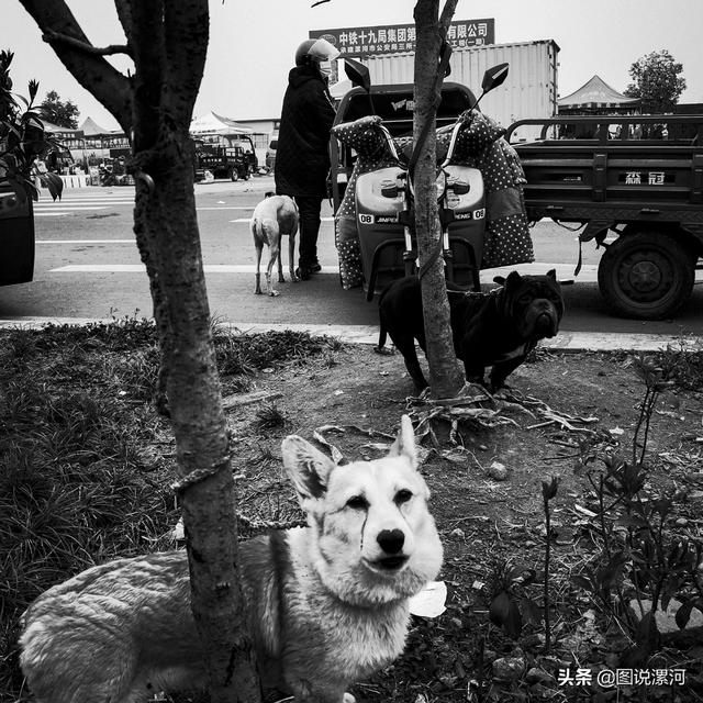 宠物市场在哪里，成都的宠物狗市场在那里呀（漯河宠物市场印象）