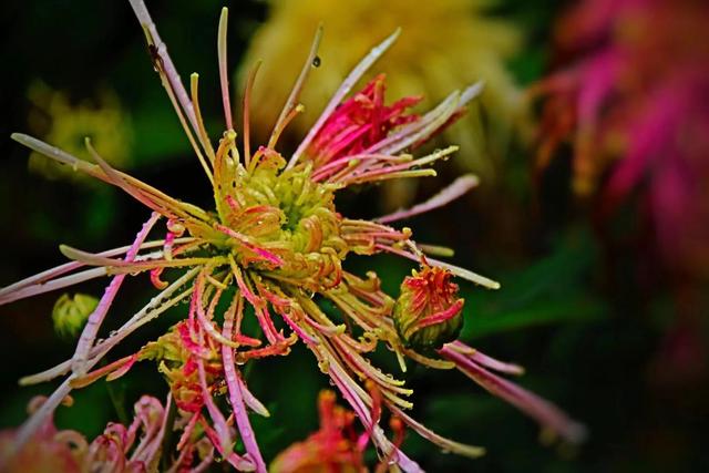 重阳节和菊花有什么关系，重阳节菊花代表什么意思（重阳节与菊花）