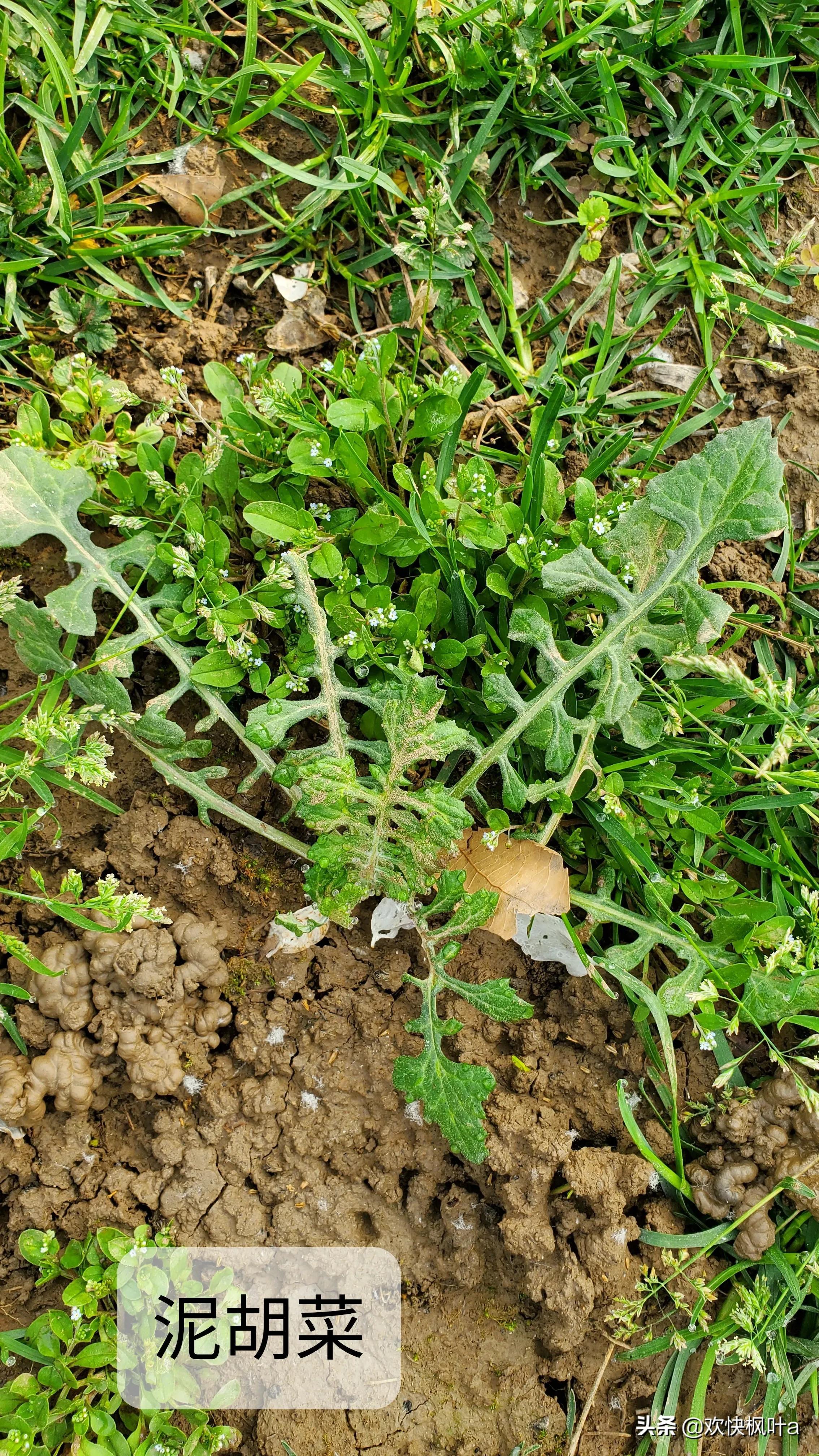 芥菜到底有几种，芥菜有哪些种类（荠菜、蒲公英、泥胡菜分辨）