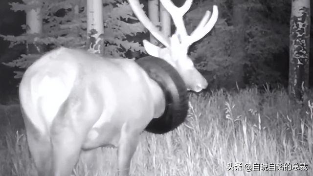 鹿血酒多少钱一瓶，鹿血酒一瓶500ml要多少钱（这是人们认为它是仙兽真正的原因）