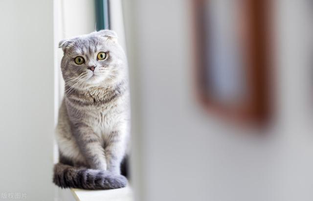 猫咪感冒症状表现，猫咪感冒发烧表现（猫咪感冒了有什么表现）