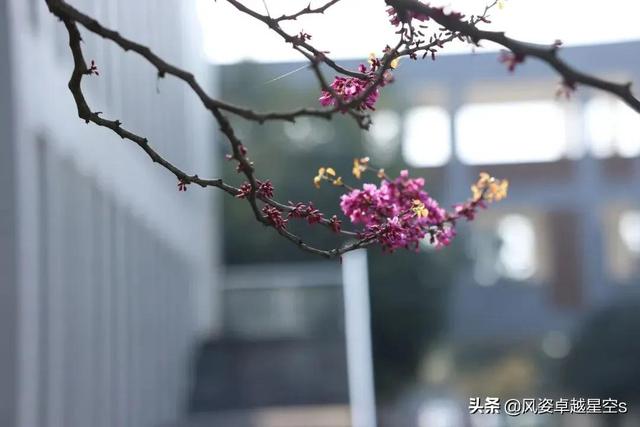 红叶李的花语是什么，红叶李象征着什么（新春校园花满园）