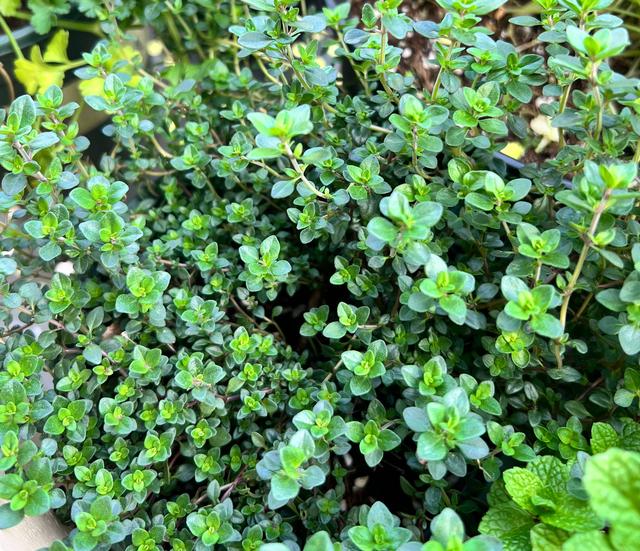 百里香和迷迭香的区别，百里香是什么（阳台上养一盆“百里香”）