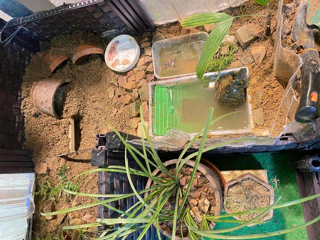 养乌龟最简单方法，看完之后，你学会了吗