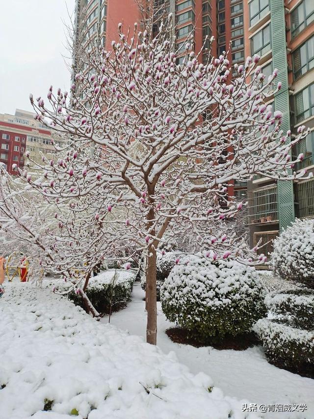 春天真美写一小段话，春天真美呀写句子（一场雪，让这里的春天真美）