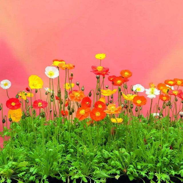 鲜花图片，鲜花图片下载 免费（分享图片：60款精美花卉图）