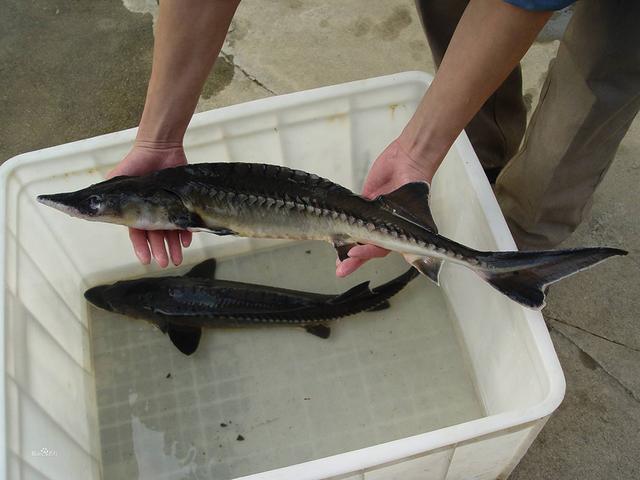 鲟鱼的做法最正宗的做法,中华鲟鱼图片(湖北黄冈找到野外灭绝的大鱼