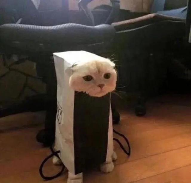 搞怪动物表情包，微信头像，搞怪动物表情包（收集一些搞怪的动物头像）