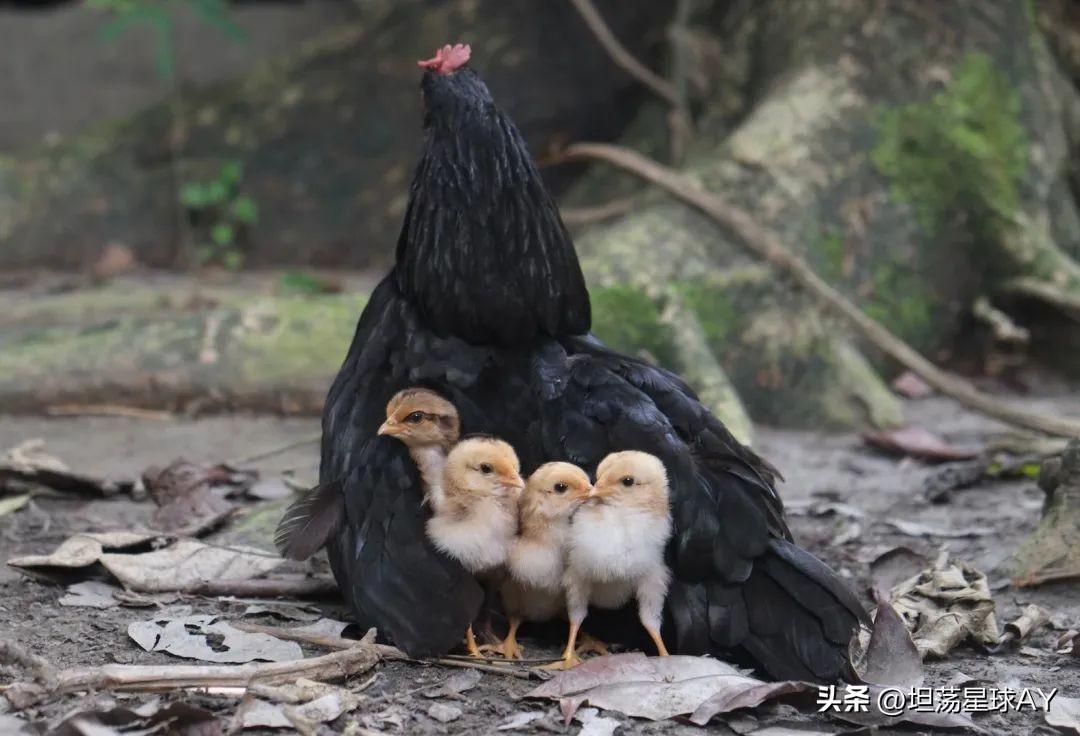 女人发抖音最火的句子伤感，女人发抖音容易火的句子（这一代孩子远比我们想象的更痛苦、更深刻……）