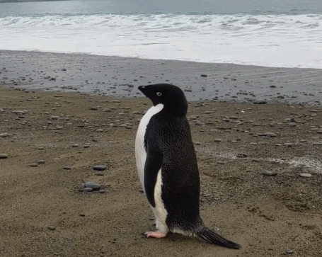 令人哭笑不得的南极企鹅，小企鹅迷路竟从南极游3000公里到新西兰