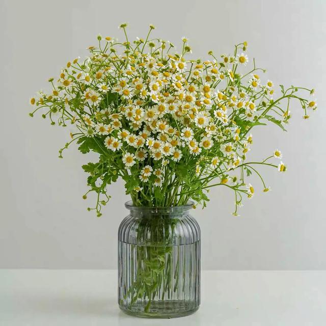 洋甘菊和白晶菊是同一种花吗，洋甘菊花期长吗（每天带你认识一种植物—“洋甘菊”）