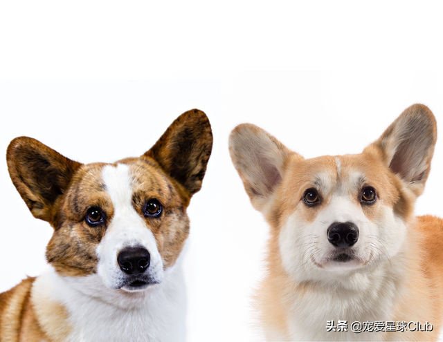 最好的三色柯基犬，稳重聪明的短腿牧牛犬