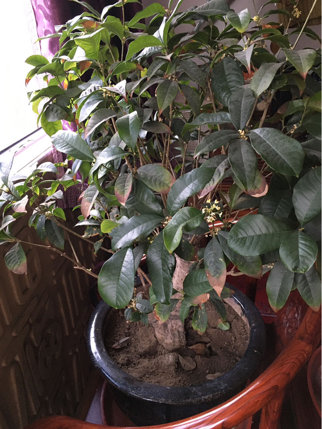 四季桂花树种植技术，四季桂花树的种植技术（开花时满院子香味）