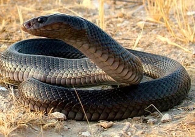 世界上有多少种蛇最贵图片