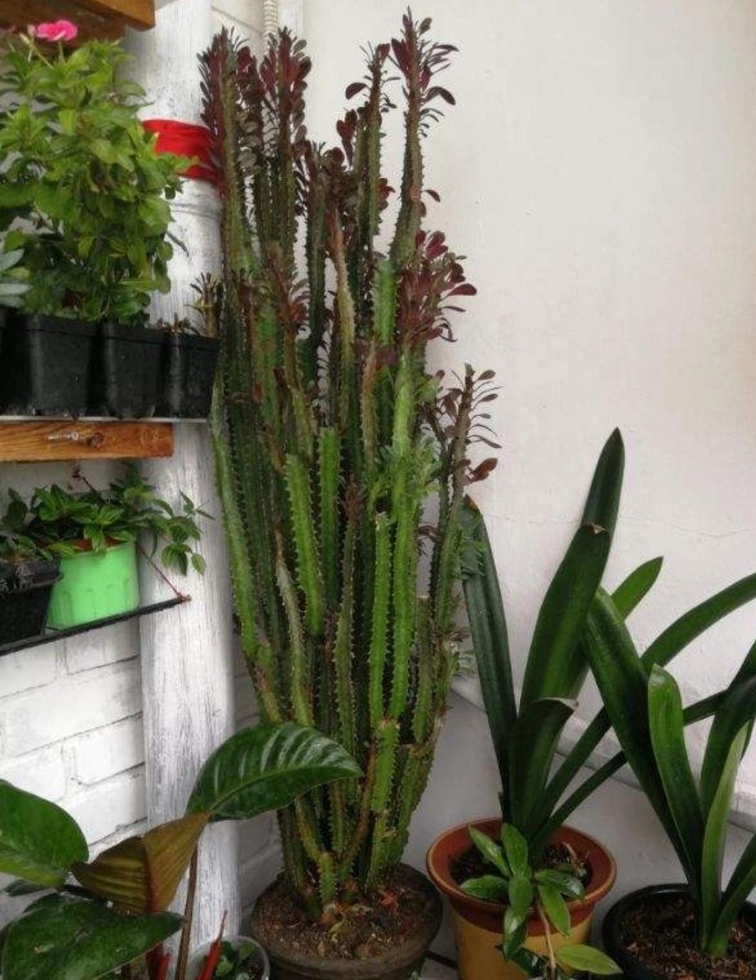 霸王花又叫三棱箭,它的株形挺拔高大,有的能长几米高,而且达到一定的