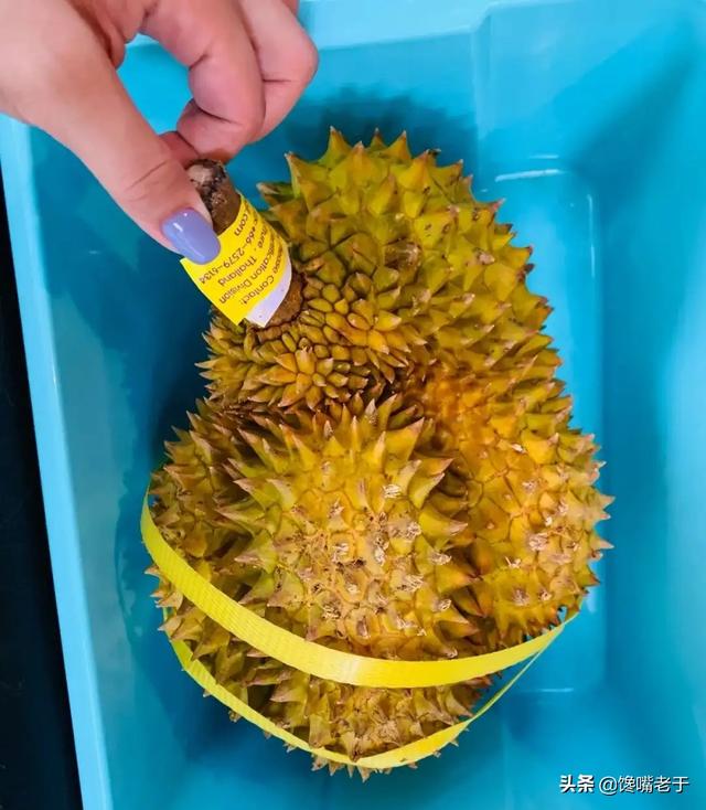 怎么挑选剥开的榴莲肉，榴莲剥出来是什么样子的肉（买榴莲：别只会挑大的）