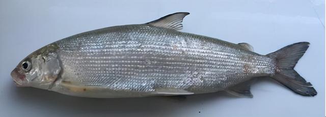 白色的鱼是什么鱼，白色的观赏大鱼是什么鱼（黑龙江鱼类之“三十二杂鱼”图谱）