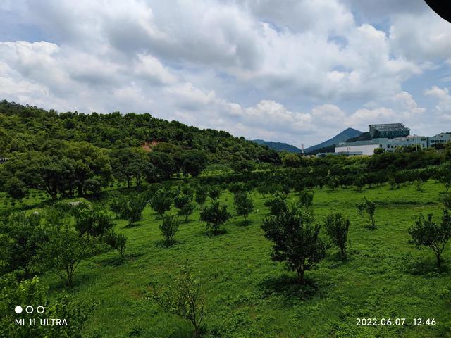 丰乐农庄，中山五桂山的丰乐农庄蒸鸡（丰乐农庄花儿农场）