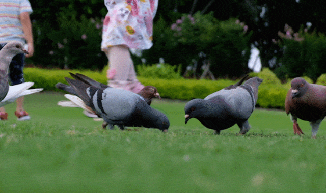 厦门十大家庭游好去处是什么，厦门家庭游攻略（10座公园让大人和小孩都可以愉快地玩耍）