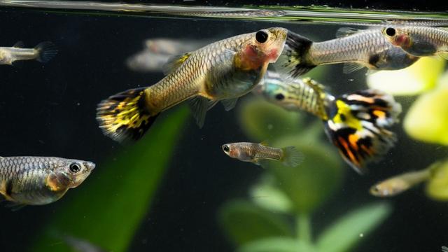 孔雀鱼生小鱼怎么养 孔雀鱼生小鱼前兆有哪些，孔雀鱼生小鱼怎么养（孔雀鱼一次生多少小鱼）