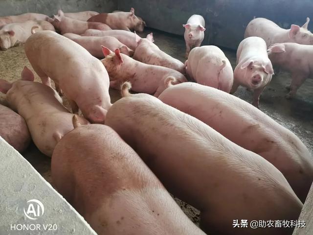 猪饲料专用配方大全，发酵饲料的制作与在养猪各阶段的饲料配方