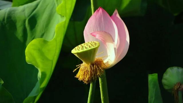 莲花最有气质的诗句，莲的四字昵称（莲花，就是最美的夏日诗词！）