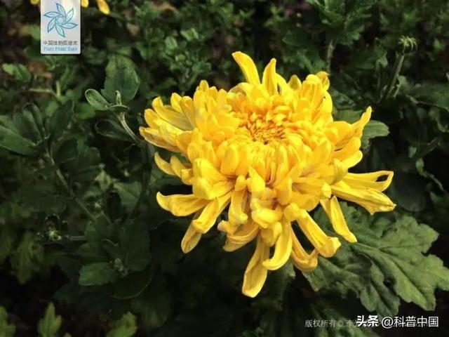 各个省份市花，这种花竟然会“变脸”