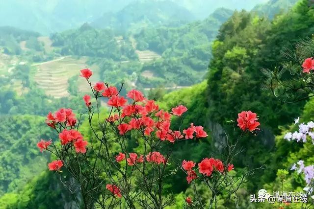 三角恋是什么意思，梦见三角恋是什么意思（一位“候鸟”在苏马荡纠缠了一场柔情蜜意的“三角恋”........）