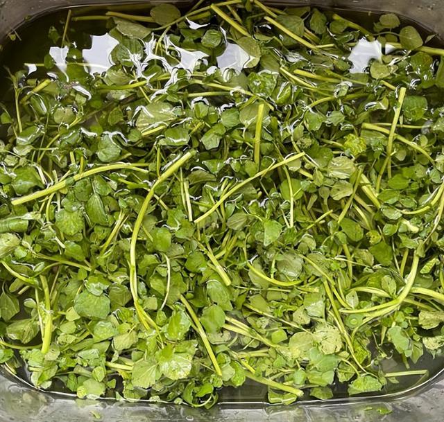 西洋菜是什么菜，西洋菜煲汤配什么材料煲汤好（就连南方人也未必全吃过）