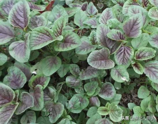 端午节除了吃粽子吃什么_端午节除了吃粽子还能吃啥，端午节除了吃粽子还要吃什么（还要吃3菜2肉2果）