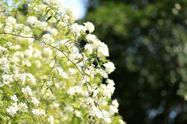 七叶子的功效与作用，菊三七叶子的功效与作用（春到嘉州 ， 蔷薇花开七里香）