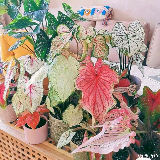 适合卧室养的花，卧室适合养什么花（卧室养4种花）