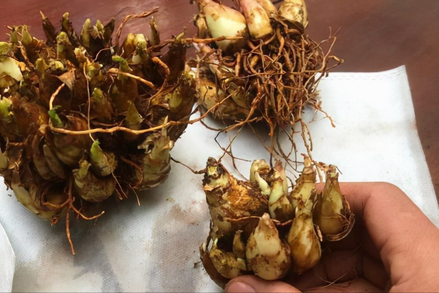 九里香什么时候开花，九里香怎么养才能开花（夏天“最香的”6种花）