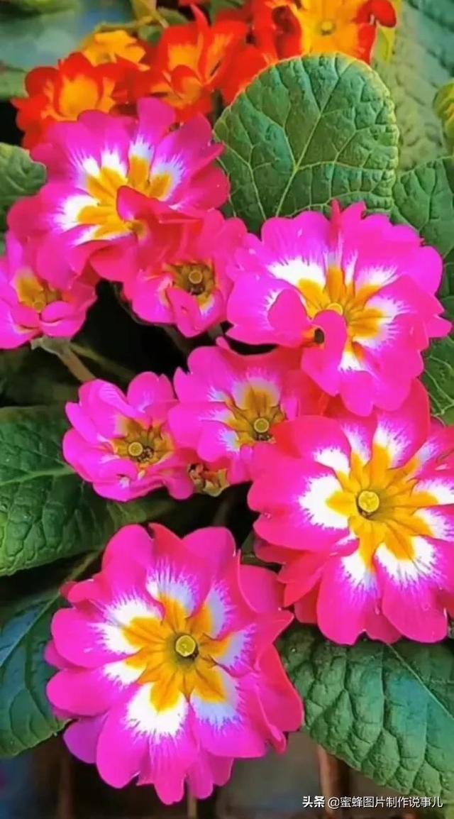 风景美图，风景美图壁纸（鲜花争艳，美景如画，过目不忘）