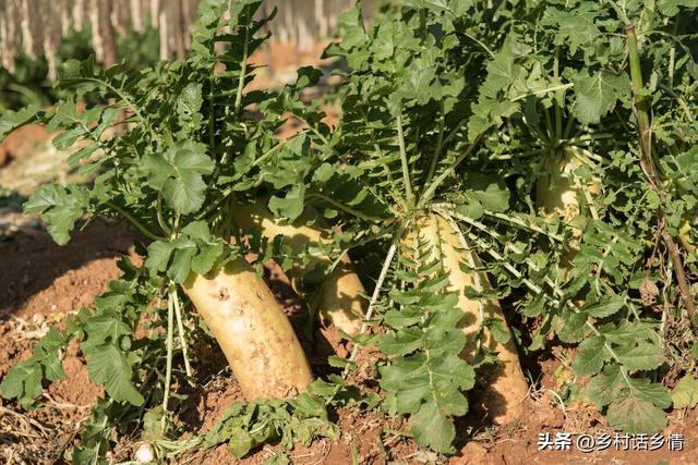 大白菜萝卜的种植方法，萝卜白菜到底什么时间种