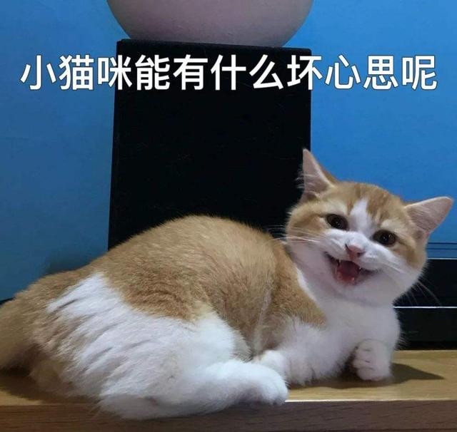 养猫训猫技巧，如何正确训练猫咪