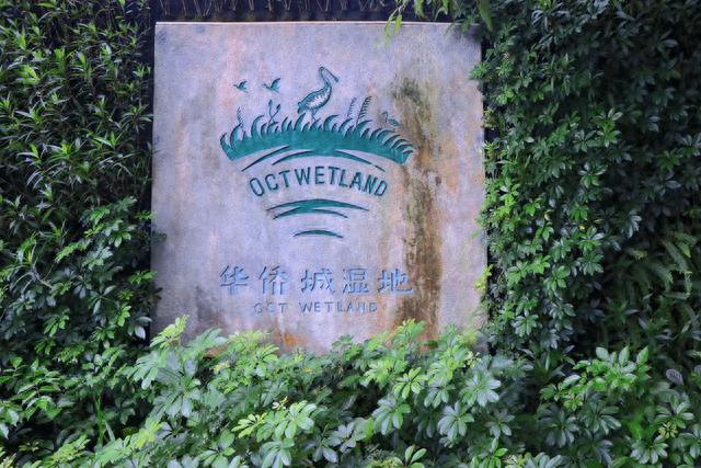 这是深圳城市里的湿地公园，每年都会有成群的候鸟在这里栖息