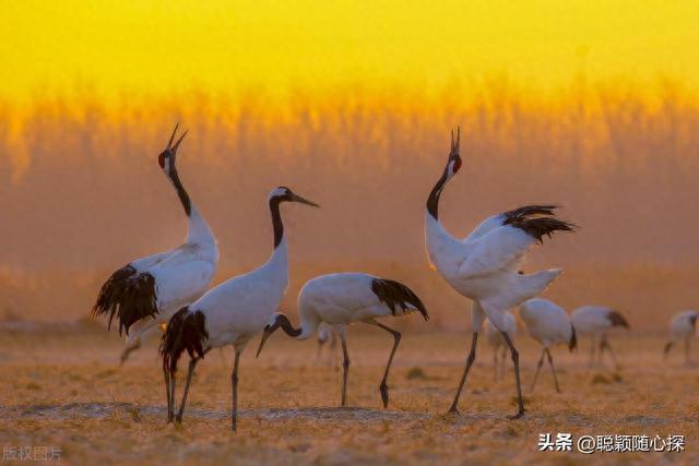 江苏旅游必去十大景点，江苏最受欢迎十大旅游景区（江苏旅游攻略：必去的十大景点）