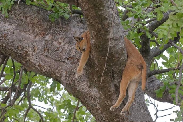 花豹为什么吃猎豹，花豹会捕食猎豹吗（却被吃素的箭猪刺伤）