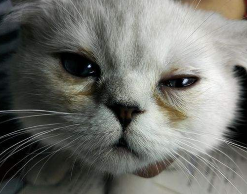 猫的泪痕怎么去除，猫咪泪痕如何去除（猫咪有顽固泪痕）