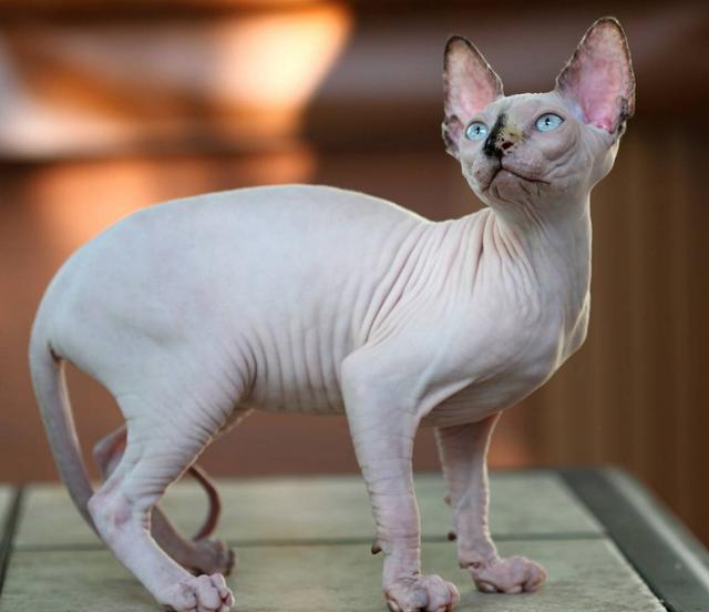 世界上最丑的猫，世界上体重最小的猫品种（每只价格高达3,000美元）