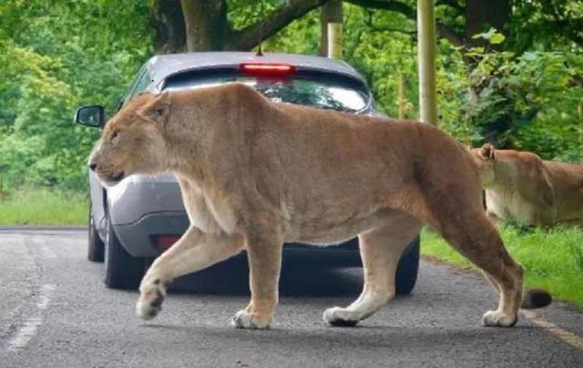 海母和水母区别，海母和水母图片大全（罕见的36张照片）