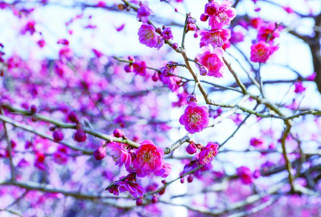 江苏盐城大丰：相约花里大丰