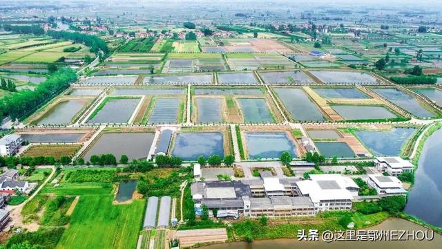 鄂州美食，鄂州美食图片（69万鄂城人最熟悉的味道都在这里）