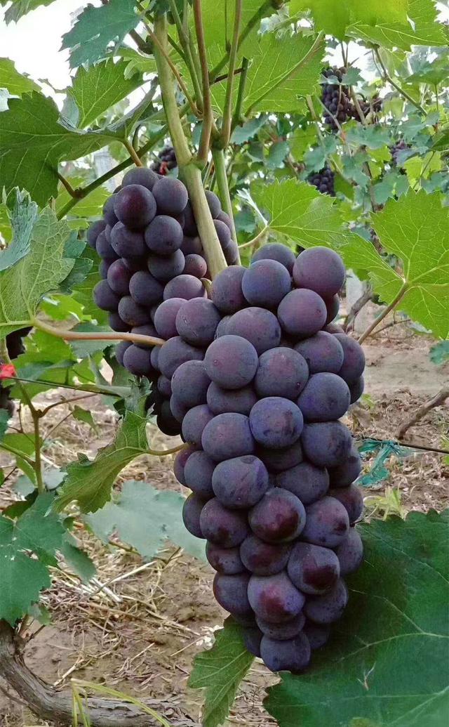 广西的特产水果有哪些，广西的特产有什么水果（满足水果控们的所有期望）