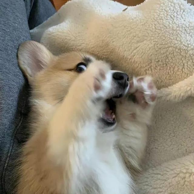 狗头像可爱微信头像，可爱狗狗头像（可爱狗子头像）