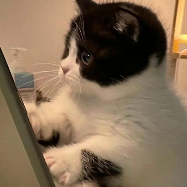 动物男头（你喜欢就好），微信头像，动物男头（你喜欢就好）（可爱头像‖很精致的小动物）