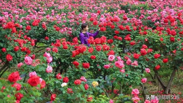 市花和市树是什么，杭州的市树和市花是什么（昆明400亩网红月季花海）