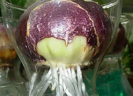 郁金香可以水培吗，郁金香水培的正确方法教程（让你在春节观赏到多彩的水培郁金香）