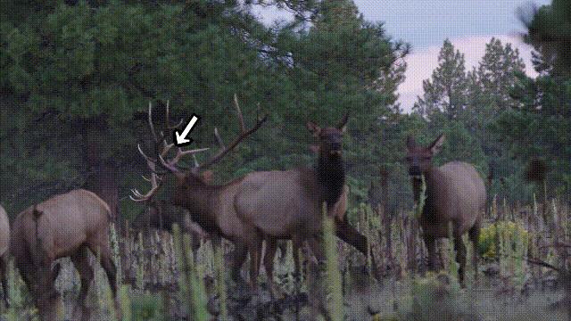 鹿血酒多少钱一瓶，鹿血酒一瓶500ml要多少钱（这是人们认为它是仙兽真正的原因）